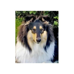 Le collie et autres bergers