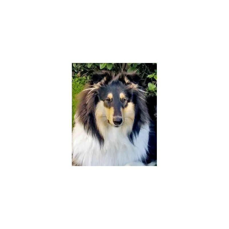 Le collie et autres bergers